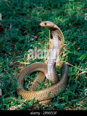 Serpent, cobra indienne cobra indienne spectaculaire (Naja naja), captive, le Madras Crocodile Bank Trust et le Centre d'Herpétologie près de Chennai, Tamil Banque D'Images