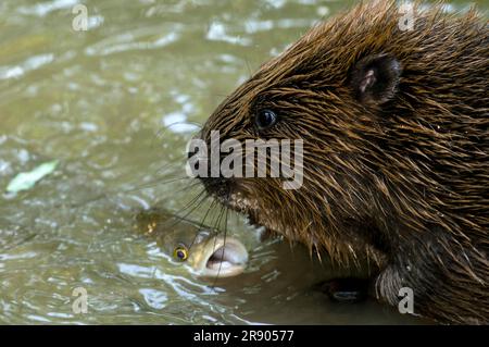 Castor européen (fibre de Castor) et chub (Squalius cephalus), Rosenheim, Bavière, Allemagne Banque D'Images