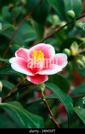 Camellia Camellia Japanese camellia (Camellia japonica), famille des arbustes à thé, Theaceae Banque D'Images