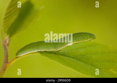 Brimstone (Gonepteryx rhamni), caterpillar, Rhénanie-Palatinat, Allemagne Banque D'Images