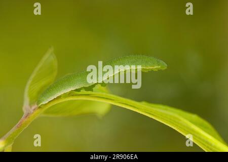 Brimstone (Gonepteryx rhamni), caterpillar, Rhénanie-Palatinat, Allemagne Banque D'Images