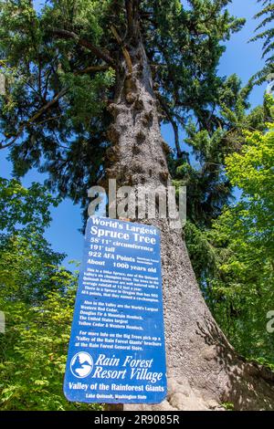 Quinault, WA, USA-juillet 2022: Vue verticale du plus grand épicéa du monde avec signe devant la vallée des géants de la forêt tropicale sur le PE olympique Banque D'Images