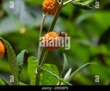 Une abeille pollinise une fleur d'arbre de boule orange (Buddleja globosa) à Londres, au Royaume-Uni. Crédit : Vuk Valcic/Alamy Banque D'Images