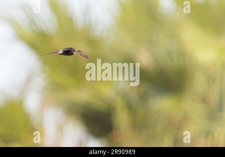 Little Swift (Apus affinis) à Chipiona, Espagne. L'une des rares aires de reproduction en Europe. Banque D'Images