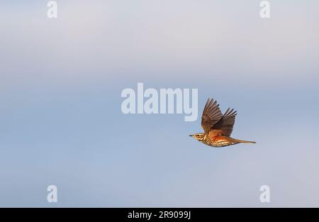 Redwing (Turdus iliacus) à Katwijk, pays-Bas. Banque D'Images