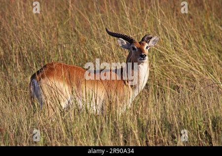 Red lechwe, bog antilope, dans Moremi Game Reserve Botswana Banque D'Images