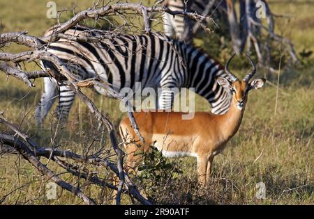 Impala, Moremi Game Reserve Botswana Banque D'Images