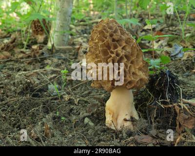 Morel commun (Morchella esculenta) Banque D'Images