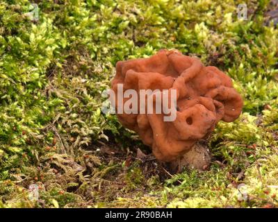 Morel de neige (Gyromitra gigas), éventuellement aussi Lorikeet de printemps, Lorikeet de poison (Gyromitra esculenta) Banque D'Images