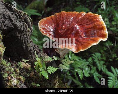 Le Reishi rouge (Ganoderma lucidum), communément appelé Ling Zhi en chinois, est un champignon herbacé connu pour avoir des bienfaits miraculeux pour la santé Banque D'Images