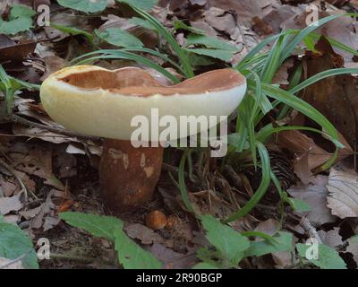 Gyroporus castaneus, ou communément le bolete de châtaignier, est un petit champignon à poraux blancs. Gyroporus castaneus est comestible, et très considéré par la plupart Banque D'Images