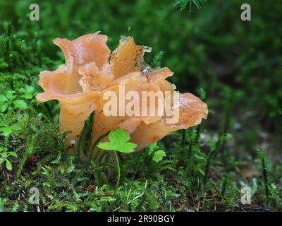Est communément appelé gelée d'abricot (Guepinia helvelloides) Banque D'Images