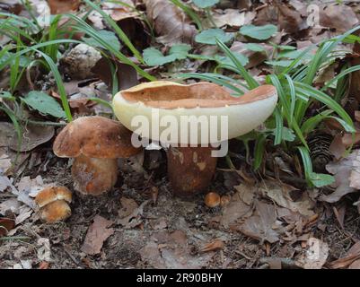 Gyroporus castaneus, ou communément le bolete de châtaignier, est un petit champignon à poraux blancs. Gyroporus castaneus est comestible, et très considéré par la plupart Banque D'Images