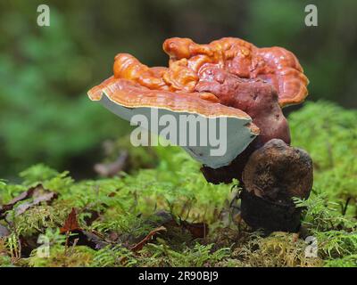 Le Reishi rouge (Ganoderma lucidum), communément appelé Ling Zhi en chinois, est un champignon herbacé connu pour avoir des bienfaits miraculeux pour la santé Banque D'Images