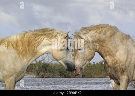 Camargue Horse, étalons combattant dans le marais, Saintes Marie de la Mer en Camargue, dans le sud de la France Banque D'Images