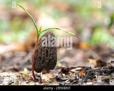 Est une espèce de champignon de la famille des Morchellaceae. C'est l'une des nombreuses espèces apparentées communément connues sous le nom de morilles noires (Morchella elata). M. elata est un Banque D'Images