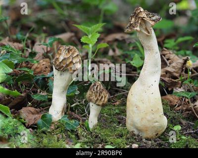 Communément appelé le morel semi-libre (Morchella semilibera), est une espèce de champignon de la famille des Morchellacées indigènes d'Europe et d'Asie Banque D'Images