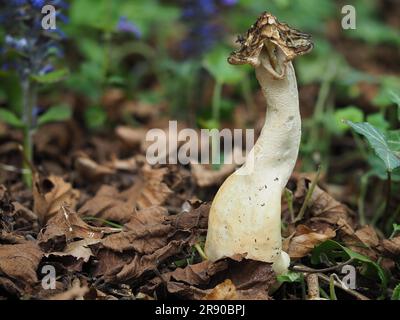 Communément appelé le morel semi-libre (Morchella semilibera), est une espèce de champignon de la famille des Morchellacées indigènes d'Europe et d'Asie Banque D'Images