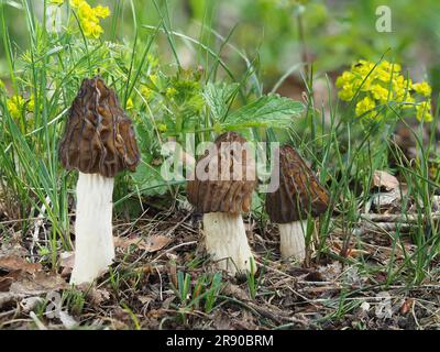 Communément appelé le morel semi-libre (Morchella semilibera), est une espèce de champignon de la famille des Morchellaceae.en arrière-plan, Cypress Spurge Banque D'Images