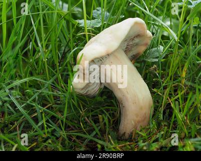 Communément appelé St. Le champignon de George (Calocybe gambosa), est un champignon comestible qui pousse principalement dans les champs, les verges et les chaussées Banque D'Images