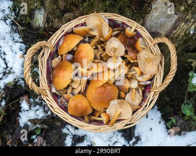 Les truffes à pieds de velours sont de bons champignons comestibles. Ils grandissent en hiver Banque D'Images