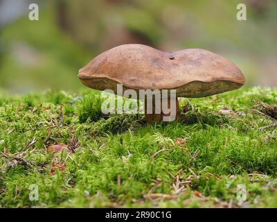 Communément connu sous le nom de bolete de baie (Boletus badius), est un champignon comestible, poré trouvé en Europe et en Amérique du Nord, où il pousse en conifères ou Banque D'Images