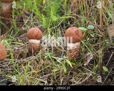 Boléte de renard, capuchon rouge de pin Leccinum vulpinum Banque D'Images