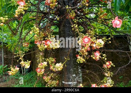 L'arbre de boule Cannon (Couroupita guianensis) fleur d'arbre Nagalinga, Kerala, Inde du Sud, Inde, Asie Banque D'Images