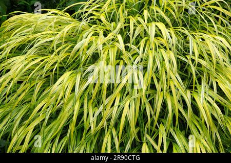 Herbe de forêt japonaise (Hakonechloa matra) 'Aureola', herbe de Hakone Banque D'Images