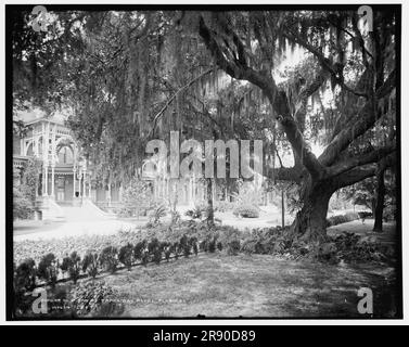 Vieux chêne à Tampa Bay Hotel, Floride, c1902. Banque D'Images