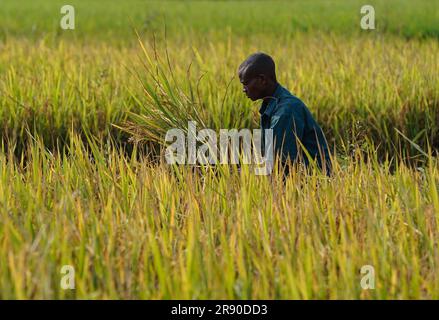 (230623) -- KIHANGA, 23 juin 2023 (Xinhua) -- Un agriculteur récolte du riz hybride à Kihanga, province de Bubanza, Burundi, 20 juin 2023. Connu sous le nom de « coeur de l'Afrique », le Burundi est-africain a un climat tropical avec des précipitations abondantes. Ses conditions naturelles sont favorables à la production de riz, mais le faible rendement de la production locale de riz fait que les Burundais souffrent longtemps de pénuries alimentaires. Pour relever ce défi, la Chine met en œuvre des programmes de coopération technique au Burundi depuis août 2009, envoyant des experts dans le pays africain pour aider au développement de l'agriculture. (Xinhua/Han Xu) Banque D'Images