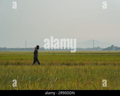 (230623) -- KIHANGA, 23 juin 2023 (Xinhua) -- Un fermier marche dans le champ à Kihanga, province de Bubanza, Burundi, 20 juin 2023. Connu sous le nom de « coeur de l'Afrique », le Burundi est-africain a un climat tropical avec des précipitations abondantes. Ses conditions naturelles sont favorables à la production de riz, mais le faible rendement de la production locale de riz fait que les Burundais souffrent longtemps de pénuries alimentaires. Pour relever ce défi, la Chine met en œuvre des programmes de coopération technique au Burundi depuis août 2009, envoyant des experts dans le pays africain pour aider au développement de l'agriculture. (Xinhua/Han Xu) Banque D'Images