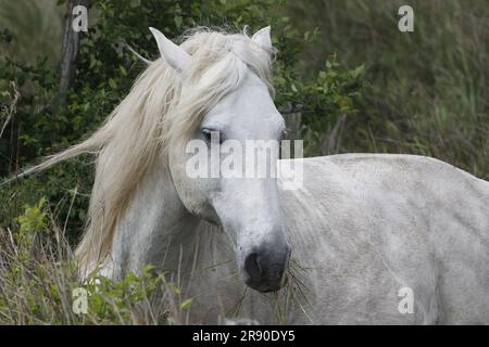 Camargue Horse, herbe mangeant adulte, Saintes Marie de la Mer dans le Sud de la France Banque D'Images