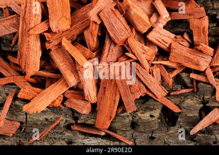 Pterocarpus santalinus (Pterocarpus santalinus) bois de santal, bois de potasse, bois d'encens Banque D'Images
