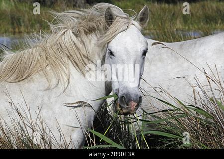 Camargue Horse, Portrait d'herbe mangeant pour adultes, Saintes Marie de la Mer dans le Sud de la France Banque D'Images