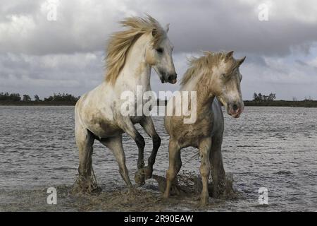 Camargue Horse, étalons combattant dans le marais, Saintes Marie de la Mer en Camargue, dans le sud de la France Banque D'Images