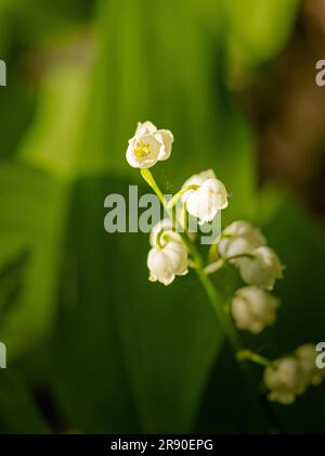 Fleurs blanches de Lily-of-the-Valley (Convallaria majalis) croissant dans une zone boisée ombragée d'un jardin britannique Banque D'Images
