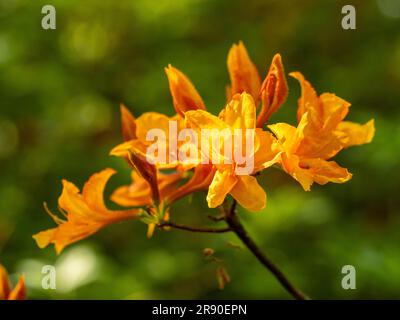 Gros plan sur les fleurs jaune foncé de Rhododendron lutéum qui poussent dans un jardin britannique. Banque D'Images
