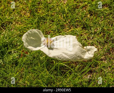 Des bractées blanches et crémeuses entourant la tête de fleur tombée d'un mouchoir sur le sol. Banque D'Images