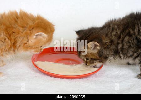 Chat à poils longs britannique, chaton, 5 semaines, tabby rouge et tabby noir, manger du porridge de l'assiette, Highlander, Lowlander, Britanica, BLH Banque D'Images