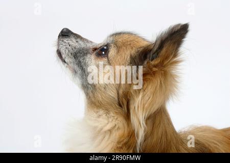 Chihuahua, à poil long, 11 ans, chien vieux, latéral, profil Banque D'Images