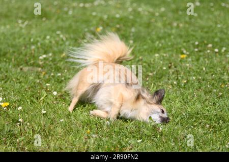 Chihuahua, à poil long, 11 ans, vieux chien, petits pains dans la prairie, roule autour Banque D'Images