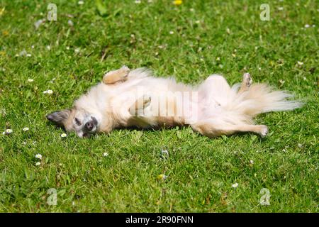 Chihuahua, à poil long, 11 ans, vieux chien, petits pains dans la prairie Banque D'Images