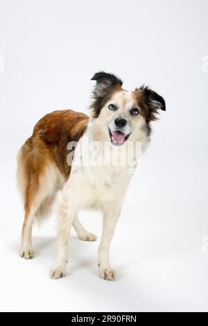 Chien mixte (crossbred Border Collie) Banque D'Images