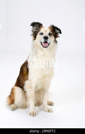 Chien mixte (crossbred Border Collie) Banque D'Images