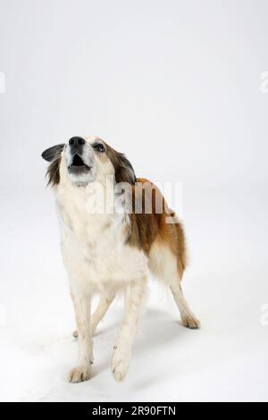 Chien mixte (crossbred Border Collie) Banque D'Images