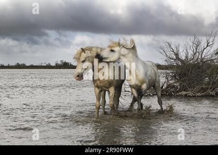 Camargue Horse, étalons combattant dans le marais, Saintes Marie de la Mer en Camargue, dans le sud de la France Banque D'Images