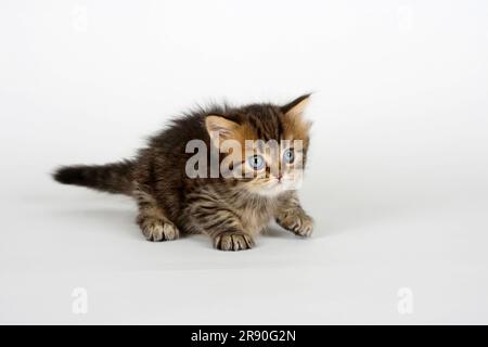 Chat à poils longs britannique, chaton, 5 semaines, tabby noir-doré, Highlander, Lowlander, Britanica, BLH Banque D'Images