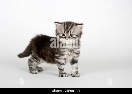 Chat à poil long britannique, chaton, 5 semaines, tabby noir-argent, Highlander, Lowlander, Britanica, BLH Banque D'Images