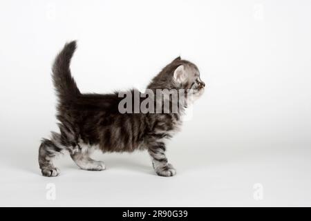 Chat à poil long britannique, chaton, 5 semaines, tabby noir-argent, Highlander, Lowlander, Britanica, BLH, latéral Banque D'Images